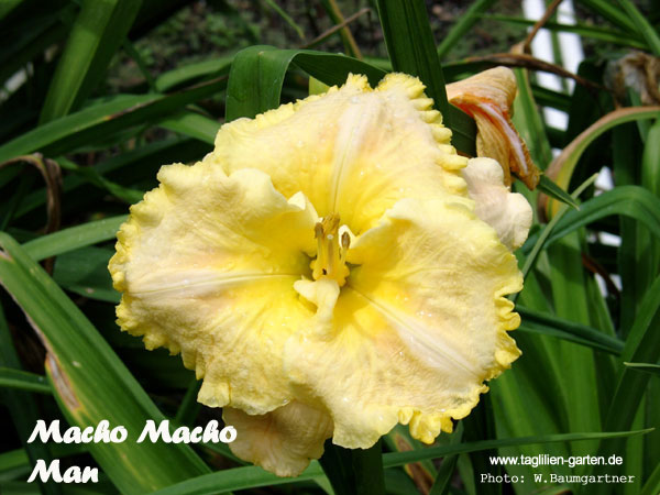 catalog/images/startseite/Macho Macho Man.jpg